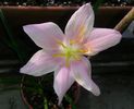 Zephyranthes