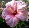 Pink Dream