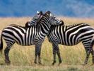 Imagini Animale Zebre Wallpaper Desktop cu Zebre