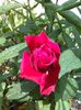 schwarze madonna rosa