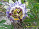 passiflora coerulea