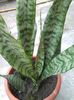 sansevieria trifasciata zeylanica