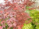 Acer palmatum Bloodgood (2015, Apr.30)