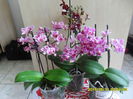SAM_9422