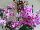 SAM_9423