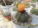 SAM_9463