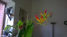Gloriosa superba