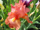 DSCN6711