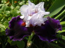 DSCN6706