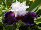 DSCN6708