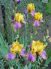 Gladis Austin