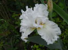 Pure at the Iris