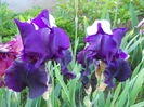 Blak Taffeta