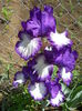 DSCN6641