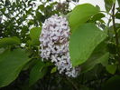 Syringa vulgaris_Lilac (2015, May 02)