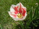 Tulipa Happy Generation (2015, May 01)