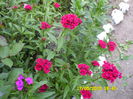 SAM_0024