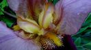 DSC00539