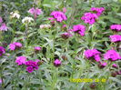 SAM_0027