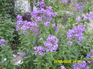 HESPERIS MATRONALIS