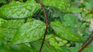 DSC00582