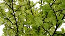 DSC00584