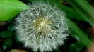 DSC00590