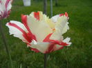 Tulipa Flaming Parrot (2015, May 01)
