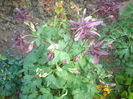 aquilegia