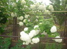 viburnum