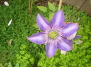 clematis Multi blue