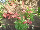 heuchera
