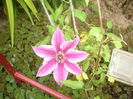clematis Dr.Ruppel