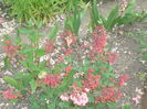heuchera