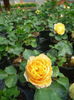 yellow meilland 