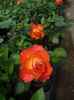 coral romantica 