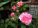 IMG_20150514_073831