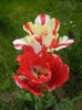 Tulipa Flaming Parrot (2015, May 01)