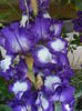 SAM_5149