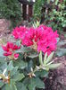 Rhododendron Nova Zembla