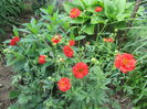 Geum coccineum chiloense