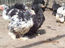 103010123_WEQOMKH3