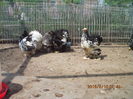 103010127_DUISMUZ