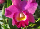 cattleya mov cu alb 2015.05.18 1