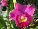 cattleya mov cu alb 2015.05.18 2