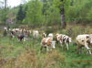 Coboram in poiana-637