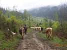 Coboram incet-54