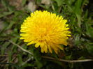 Taraxacum officinale (2015, April 01)