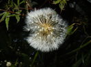 Taraxacum officinale (2015, April 27)