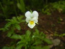 Viola arvensis_Field Pansy ('15, May 02)